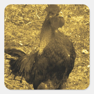 Sepia Tone Crowing Rooster Quadratischer Aufkleber