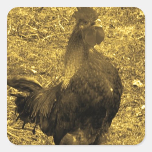 Sepia Tone Crowing Rooster Quadratischer Aufkleber (Vorderseite)