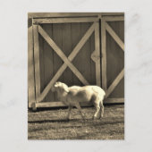 Sepia Tone Goat and Barn Doors Postkarte (Vorderseite)