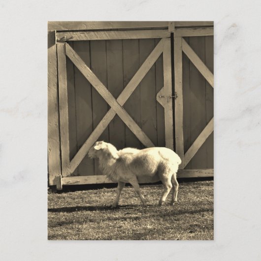 Sepia Tone Goat and Barn Doors Postkarte (Vorderseite)