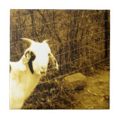 Sepia tone Goat Fliese (Vorderseite)