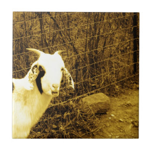 Sepia tone Goat Fliese