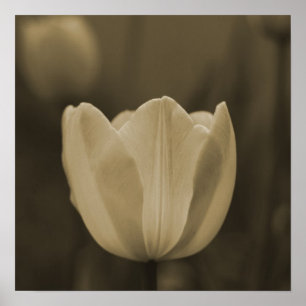 Sepia Tone Single Tulip Blume Imaginative Imagery Poster