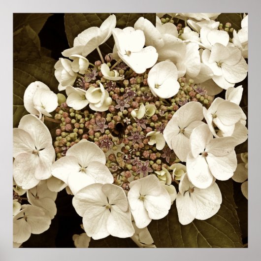 Sepia Tone White Lacecap Hydrangea Blossom Poster (Vorne)