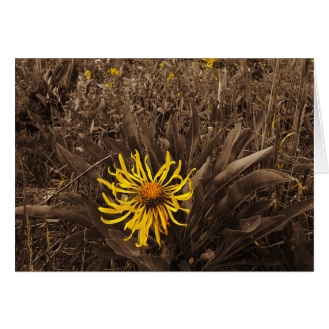 Sepia tone Yellow Wildblumen (Vorderseite (Horizontal))