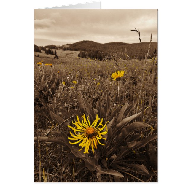 Sepia tone Yellow Wildblumen (Vorne)