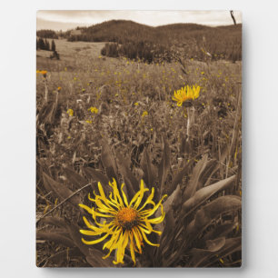 Sepia tone Yellow Wildblumen Fotoplatte