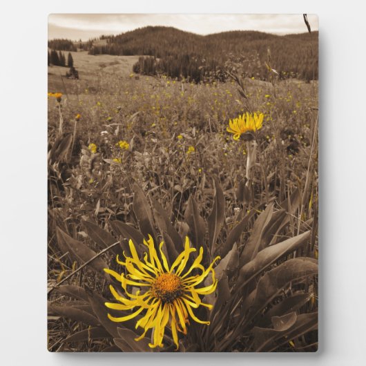 Sepia tone Yellow Wildblumen Fotoplatte (Vorderseite)