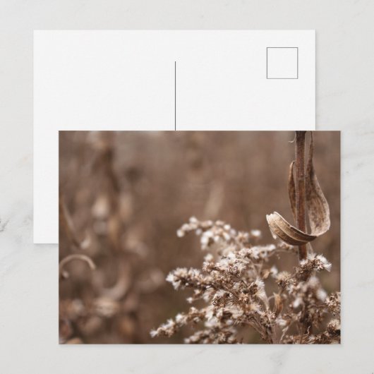 Sepia Tones Postkarte (Vorne/Hinten)