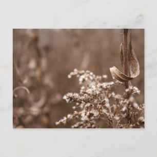 Sepia Tones Postkarte