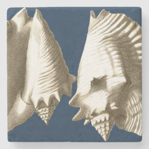 Sepia-TritonshornSeashells Steinuntersetzer
