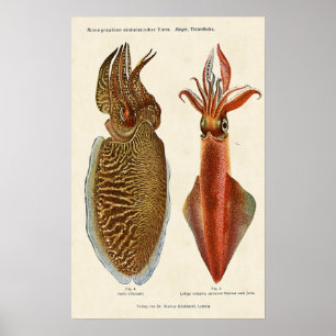 Sepia und Krake 1913 Poster