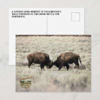 Sepia-Yellowstone-Bison-Kampf