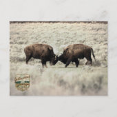 Sepia-Yellowstone-Bison-Kampf Postkarte (Vorderseite)