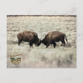 Sepia-Yellowstone-Bison-Kampf Postkarte