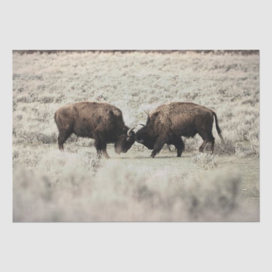 Sepia-Yellowstone-Bison-Kampf Seidenpapier (Vorderseite)
