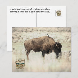 Sepia-Yellowstone-Bison mit Vogel Postkarte