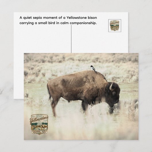 Sepia-Yellowstone-Bison mit Vogel Postkarte (Vorne/Hinten)