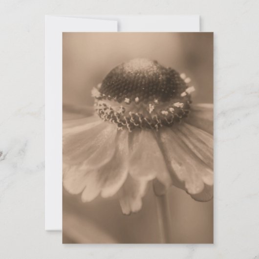 Sepia Zinnia Blume Hochzeit retten Datum Einladung (Rückseite)