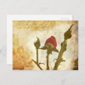 Sepiarose Postkarte (Vorne/Hinten)