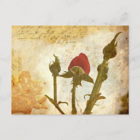 Sepiarose Postkarte (Vorderseite)