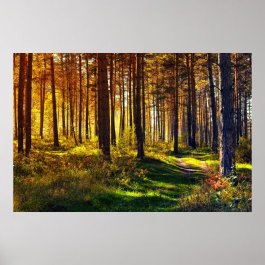 September Forest Poster (Vorne)