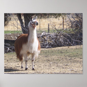September Lama Nahaufnahme Poster