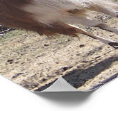 September Llama Closeup Poster (Ecke)