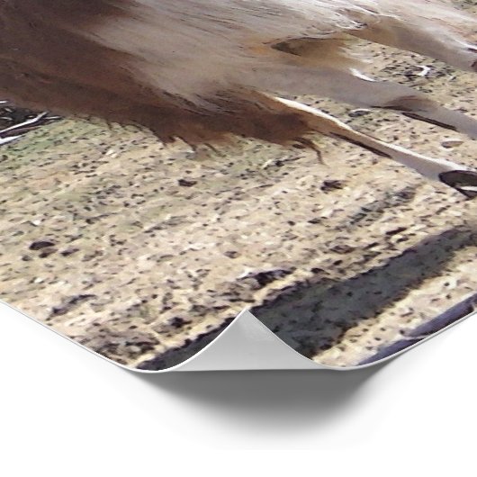 September Llama Closeup Poster (Ecke)