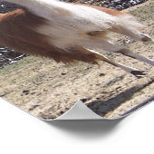 September Llama Closeup Poster (Ecke)