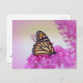 September Monarch Butterfly Postkarte (Vorne/Hinten)