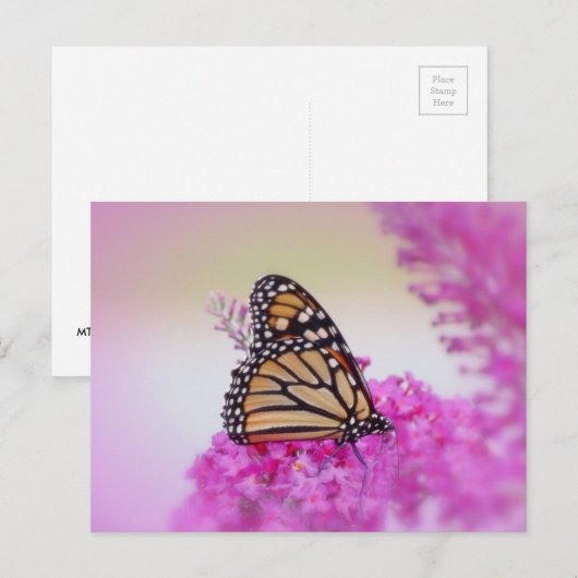 September Monarch Butterfly Postkarte (Vorne/Hinten)