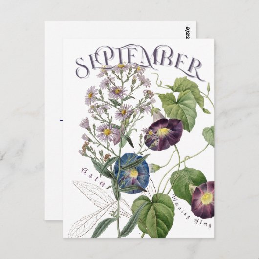 September Monat Blume Aster Morning Glory Extravag Postkarte (Vorne/Hinten)