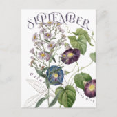 September Monat Blume Aster Morning Glory Extravag Postkarte (Vorderseite)