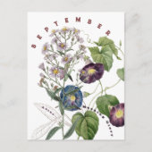 September Monat Blume Aster & Morning Glory | Postkarte (Vorderseite)