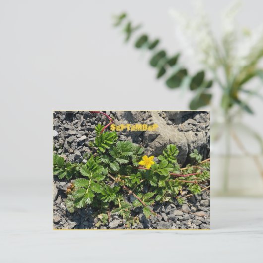 SEPTEMBER POSTCARD POSTKARTE (Stehend Vorderseite)