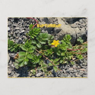SEPTEMBER POSTCARD POSTKARTE
