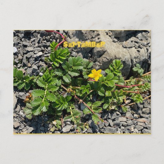SEPTEMBER POSTCARD POSTKARTE (Vorderseite)