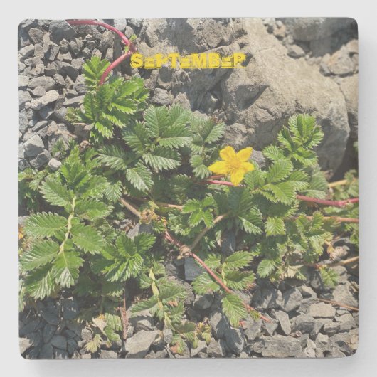 SEPTEMBER STEINUNTERSETZER (Vorderseite)