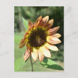 September Sunflower Post Card Postkarte