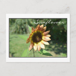 September Sunflower Post Card Postkarte