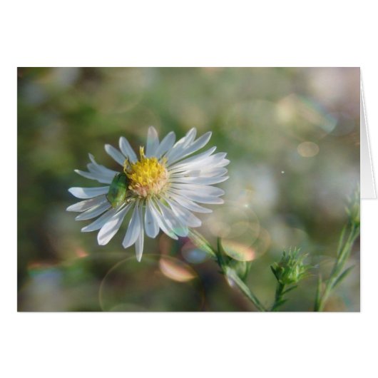 September Weed with Bokeh (Vorderseite (Horizontal))