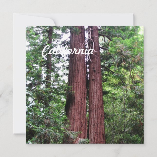 Sequoia (Vorderseite)