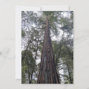 Sequoia Flat Holiday Card Feiertagskarte