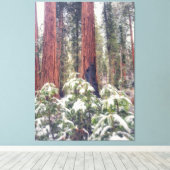 Sequoia Forest im Winter Leinwanddruck (Insitu (Holzboden))