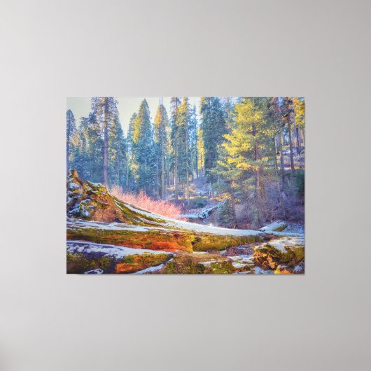 Sequoia Forest Leinwanddruck (Vorderseite)