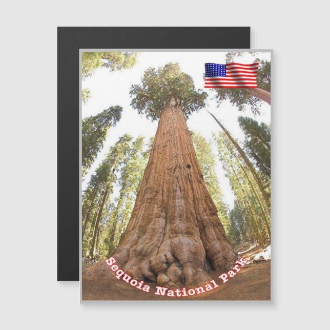 Sequoia - General Sherman Tree - Vereinigte Staate Magnetkarte (Vorne/Hinten)