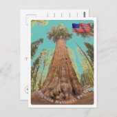 Sequoia - General Sherman Tree - Vereinigte Staate Postkarte (Vorne/Hinten)
