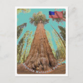 Sequoia - General Sherman Tree - Vereinigte Staate Postkarte (Vorderseite)