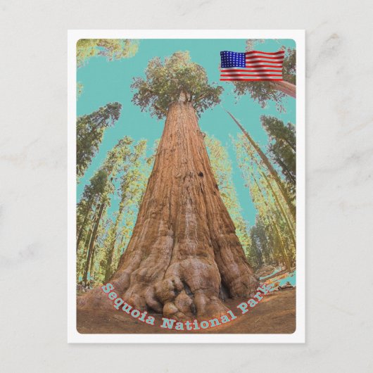 Sequoia - General Sherman Tree - Vereinigte Staate Postkarte (Vorderseite)